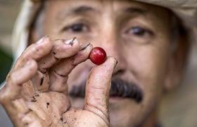 Fincarosablanca Coffee 652X488 Man Holding Coffee Bean 01