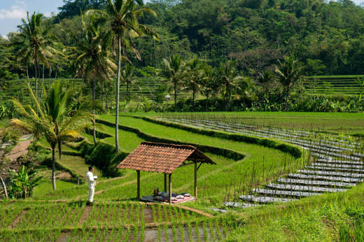 Picnic In the rice fields 