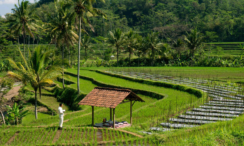 Picnic In the rice fields 