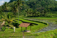 Picnic In the rice fields