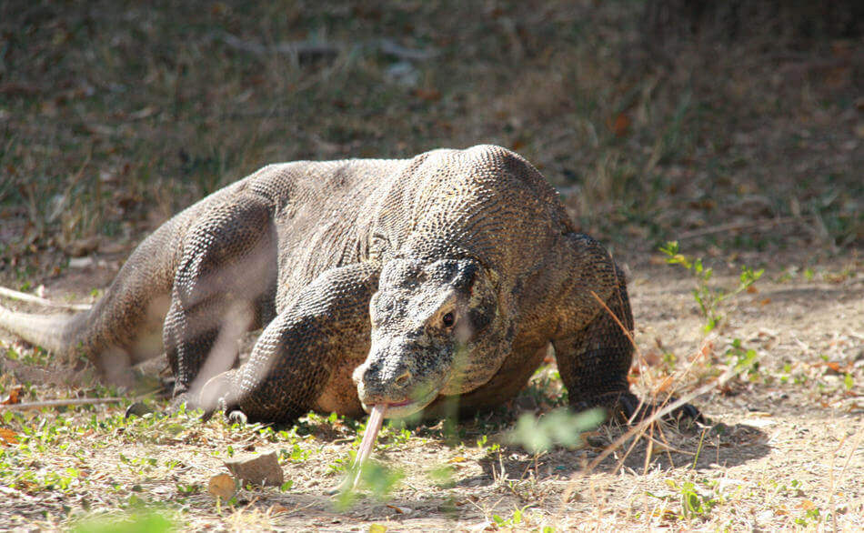 The mighty Komodo Dragon