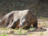 The mighty Komodo Dragon