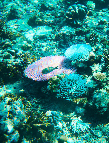 Dive in extraordinary coral reefs