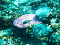 Dive in extraordinary coral reefs