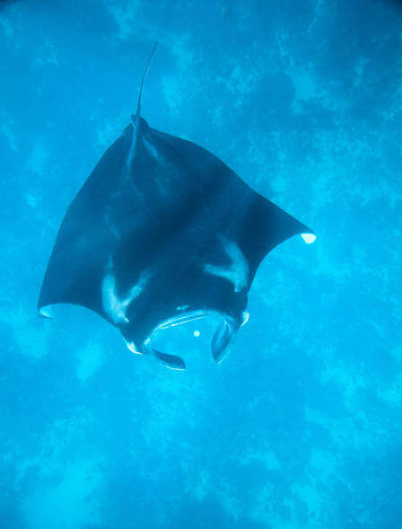 A Manta Ray 