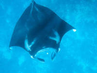 A Manta Ray 