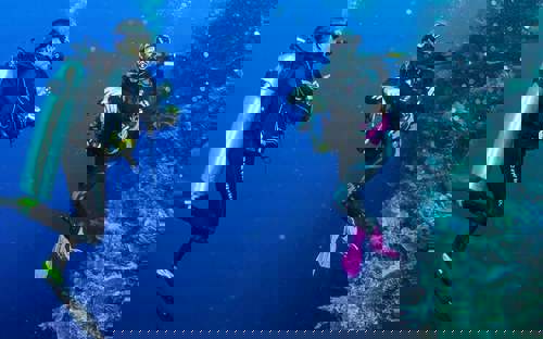Amazing coral reefs