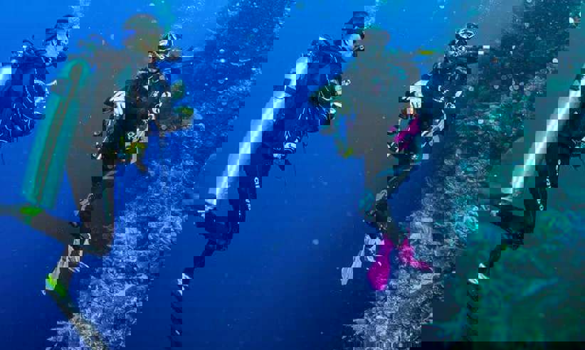 Amazing coral reefs