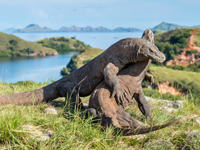 Komodo Dragons sparring 