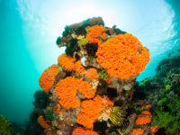 Suncoral Garden, Komodo National Park