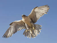 Peregrene Falcon 