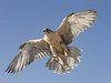 Peregrene Falcon 