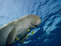 Dugong, Komodo National Park