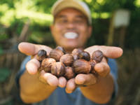 Banda Neira Nutmeg
