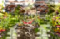 Amazing gardens 