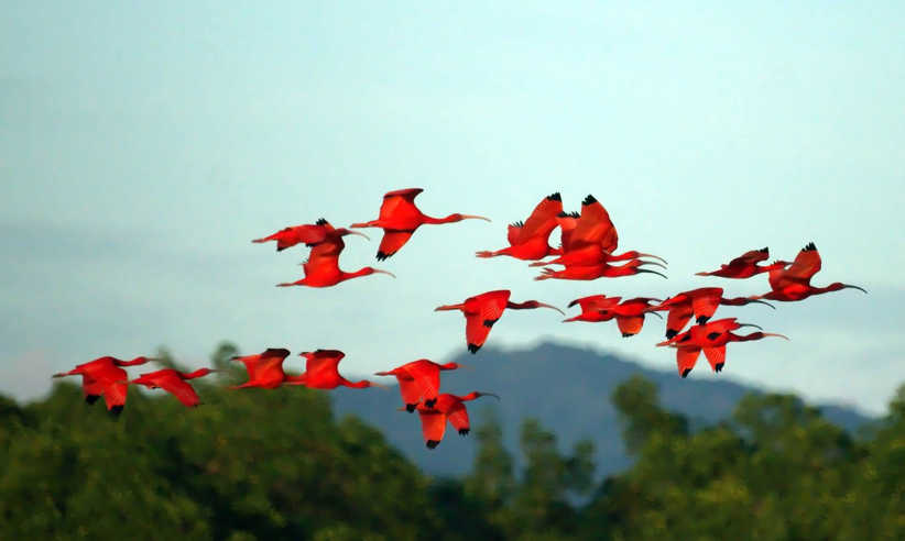 Scarletibisesinflight5544533600