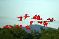 Scarletibisesinflight5544533600