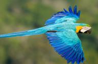 Blue And Gold Macaw Jorge Lopes1880