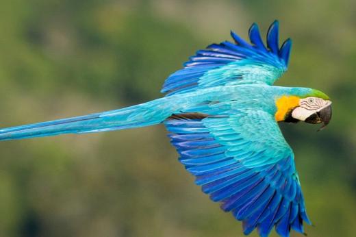 Blue And Gold Macaw Jorge Lopes1880