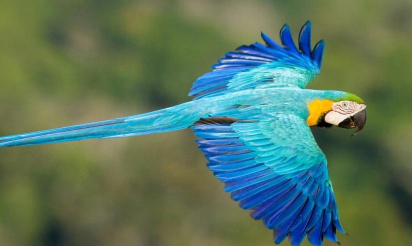 Blue And Gold Macaw Jorge Lopes1880
