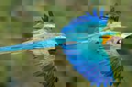 Blue And Gold Macaw Jorge Lopes1880