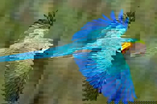 Blue And Gold Macaw Jorge Lopes1880
