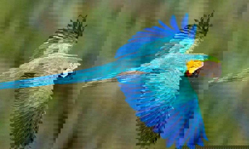 Blue And Gold Macaw Jorge Lopes1880