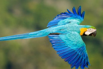 Blue And Gold Macaw Jorge Lopes1880