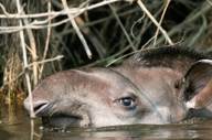 Cristalino Jungle Lodge Close View Of South American Tapir (Tapirus Terrestris)1880