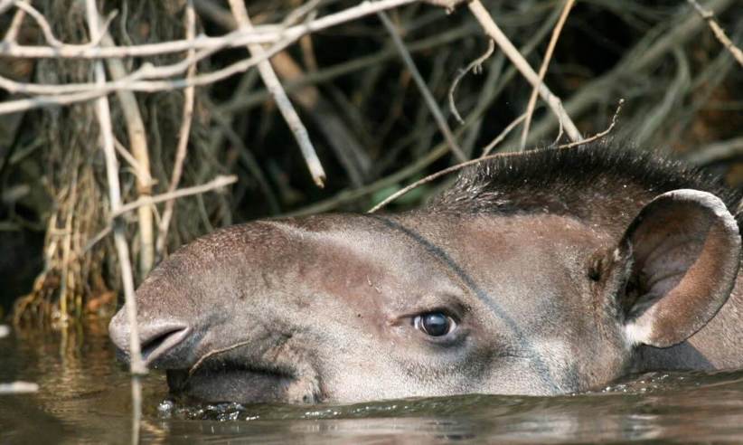 Cristalino Jungle Lodge Close View Of South American Tapir (Tapirus Terrestris)1880