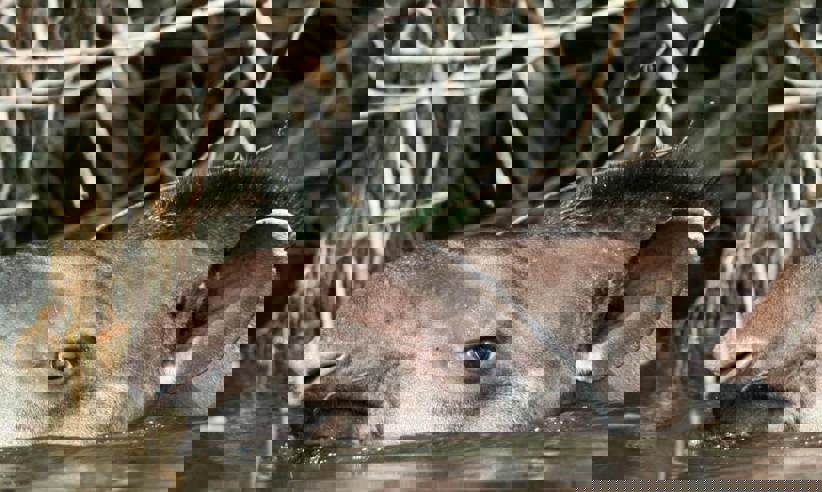 Cristalino Jungle Lodge Close View Of South American Tapir (Tapirus Terrestris)1880
