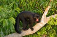 Red Nosed Saki Monkey1880