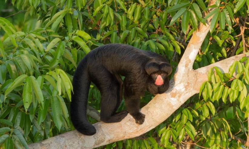 Red Nosed Saki Monkey1880