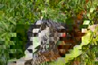 Red Nosed Saki Monkey1880