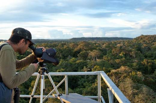 Birdwatcher using a spotting scope on canopy tower overlooking Amazon rainforest at Cristalino Jungle Lodge in Brazil. 