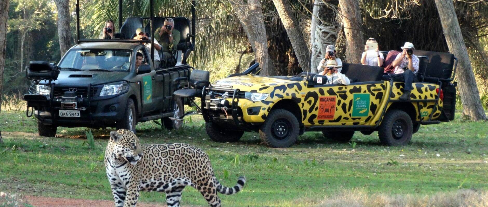 Jaguar sighting 