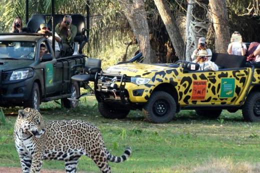 Jaguar sighting 