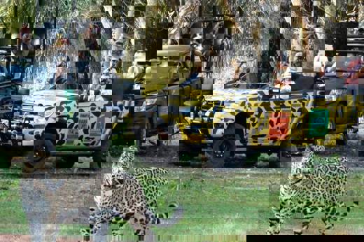 Jaguar sighting 