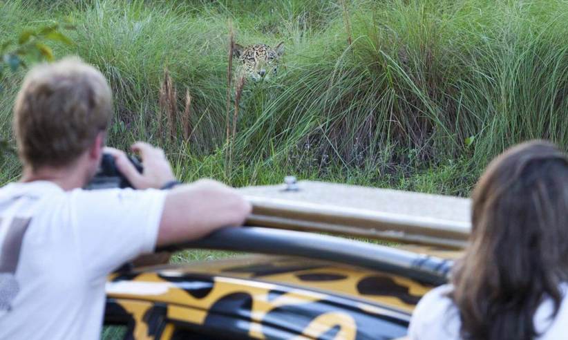 On safari