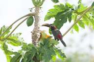 Take a guided birdwatching tour 