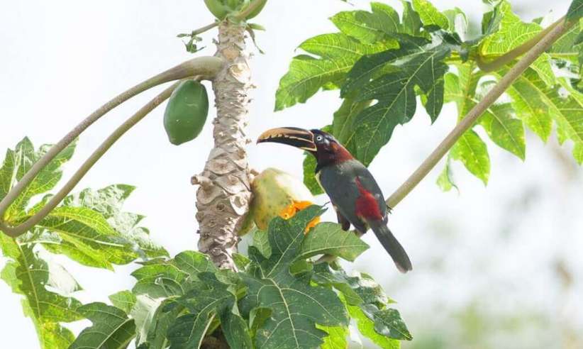 Take a guided birdwatching tour 