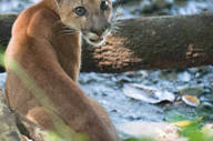 Superb wildlife