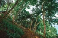 Explore The Forest