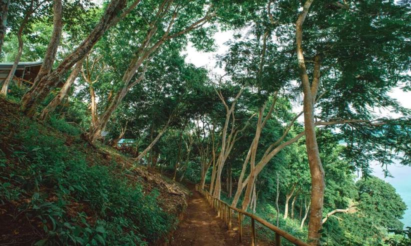 Explore The Forest