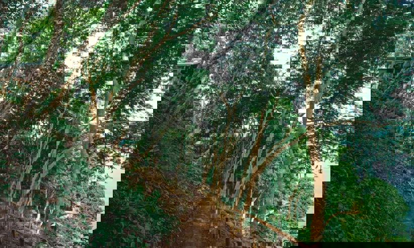 Explore The Forest