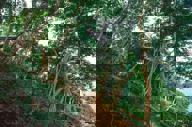 Explore The Forest