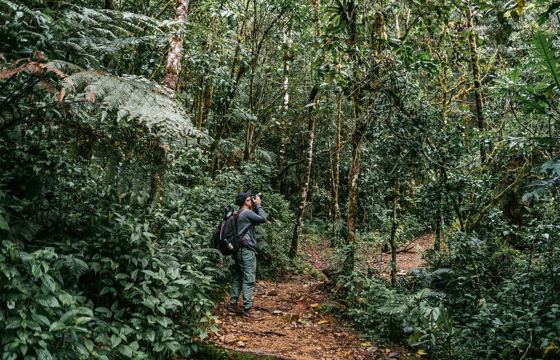 Tourist exploring lush cloud forest trails near Trogon Lodge, San Gerardo de Dota, Costa Rica. 