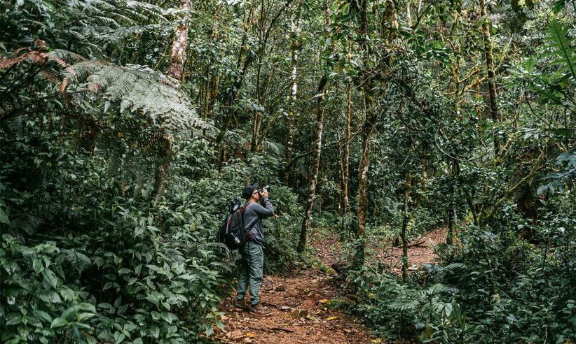 Tourist exploring lush cloud forest trails near Trogon Lodge, San Gerardo de Dota, Costa Rica. 