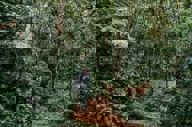Tourist exploring lush cloud forest trails near Trogon Lodge, San Gerardo de Dota, Costa Rica.