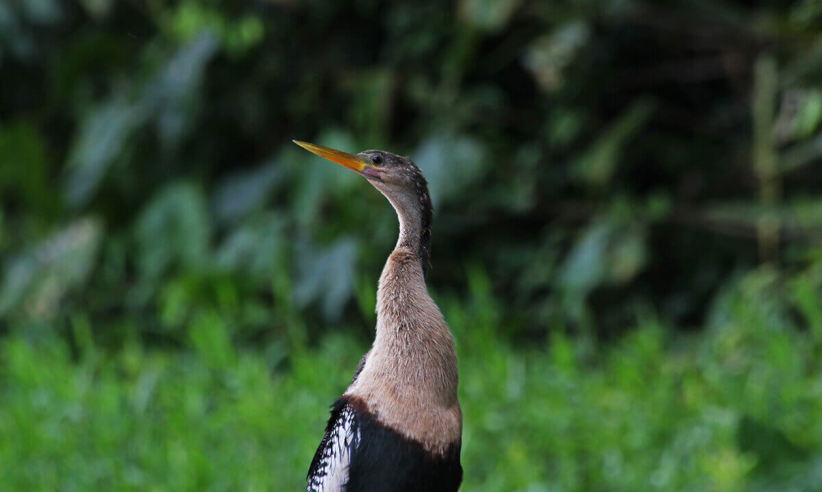 Wonderful birdwatching 